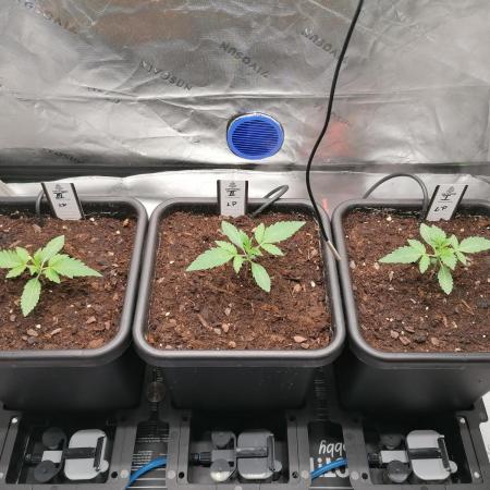 FastBud - Papayton -