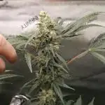 Lemonpaya