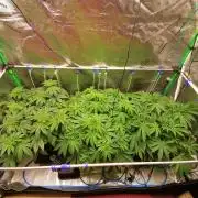 Sweetopia -Paradise Seeds-