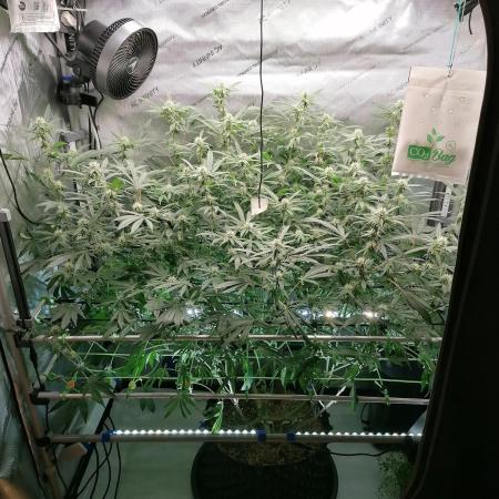 Sweet Berry's