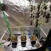 Nectar Drip (Zamnesia&TICAL)