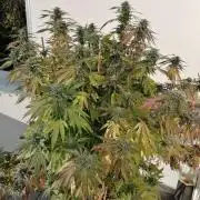 Sweet Berry's