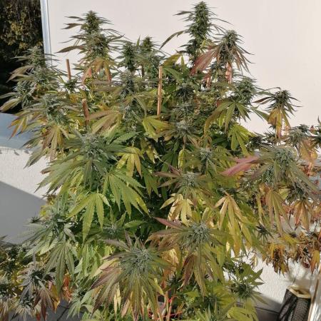 Sweet Berry's