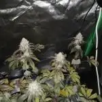 (Dutch Passion Contest) Orange Bud 2.0