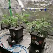 Chocolate Wafflez - Paradise Seeds -