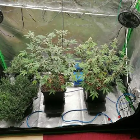 (Dutch Passion Contest) Orange Bud 2.0