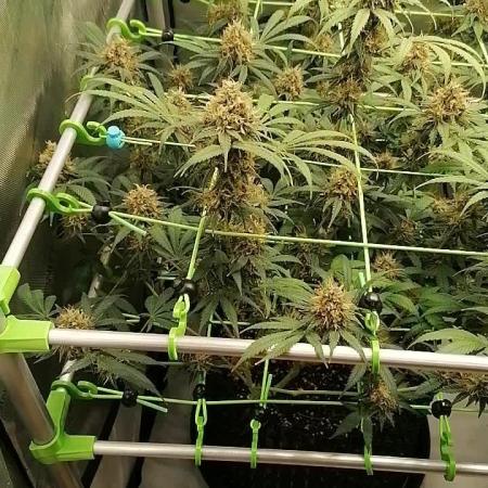 Vanilla Frosting Scrog