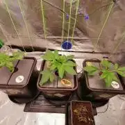 Sweetopia -Paradise Seeds-
