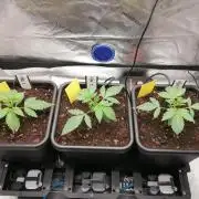 FastBud - Papayton -