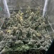Sleepy Joe Coco Clones