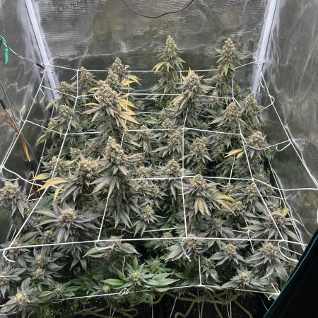 Sleepy Joe Coco Clones