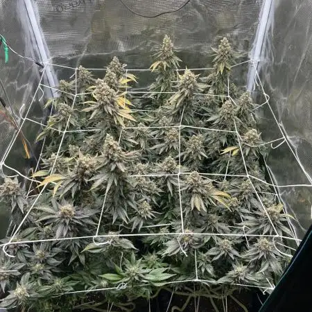Sleepy Joe Coco Clones