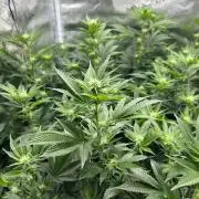 Sleepy Joe Coco Clones