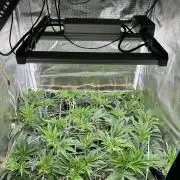 Sleepy Joe Coco Clones