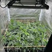 Sleepy Joe Coco Clones