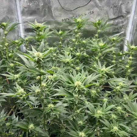 Sleepy Joe Coco Clones