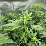 Sleepy Joe Coco Clones