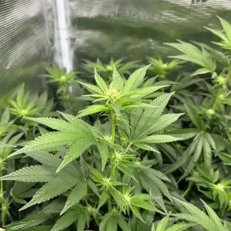 Sleepy Joe Coco Clones