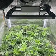 Sleepy Joe Coco Clones