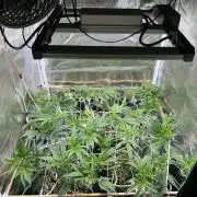 Sleepy Joe Coco Clones