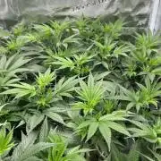 Sleepy Joe Coco Clones