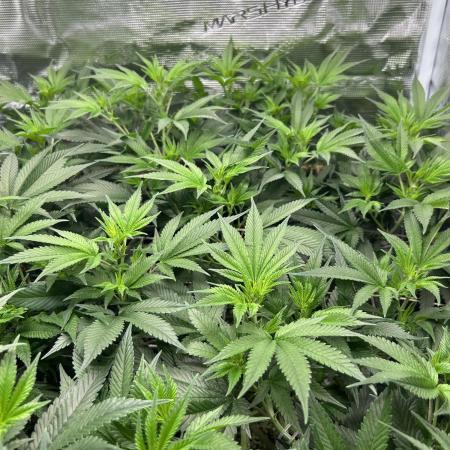 Sleepy Joe Coco Clones