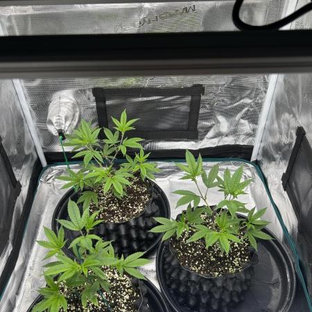 Sleepy Joe Coco Clones