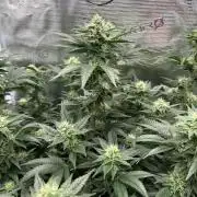 Sleepy Joe Coco Clones