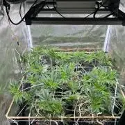 Sleepy Joe Coco Clones