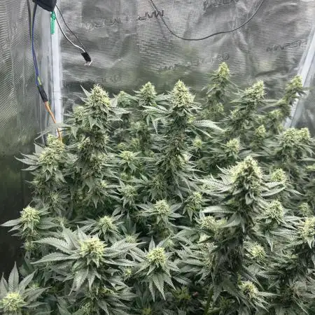 Sleepy Joe Coco Clones