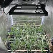 Sleepy Joe Coco Clones