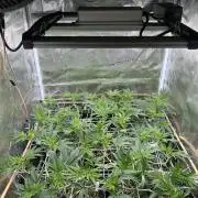 Sleepy Joe Coco Clones