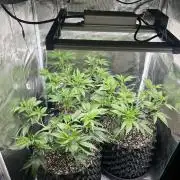 Sleepy Joe Coco Clones