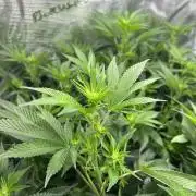 Sleepy Joe Coco Clones