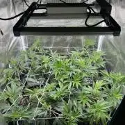 Sleepy Joe Coco Clones