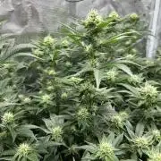 Sleepy Joe Coco Clones