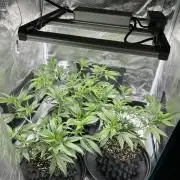 Sleepy Joe Coco Clones