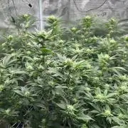 Sleepy Joe Coco Clones