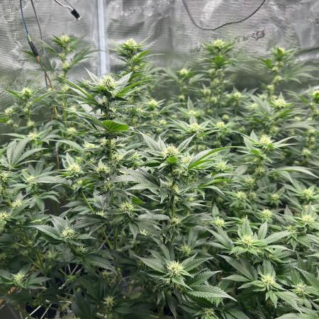 Sleepy Joe Coco Clones