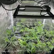 Sleepy Joe Coco Clones