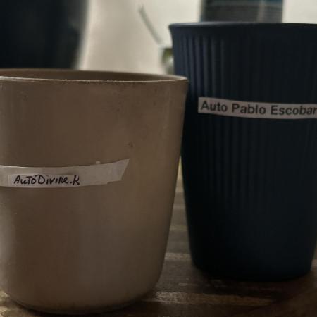 Auto Divine