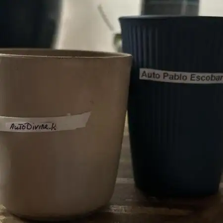 Auto Divine