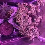 Gorilla glue#4