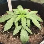 Strawberry nuggets