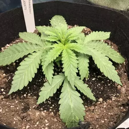 Strawberry nuggets