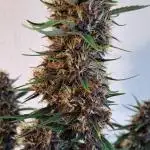 Another sweet gorilla