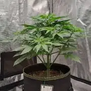 Dreams become purple