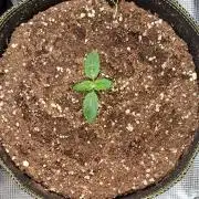 Dreams become purple