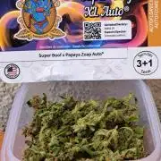 Super Boof on Earth