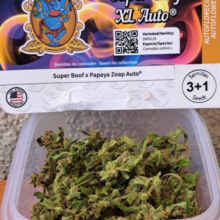 Super Boof on Earth